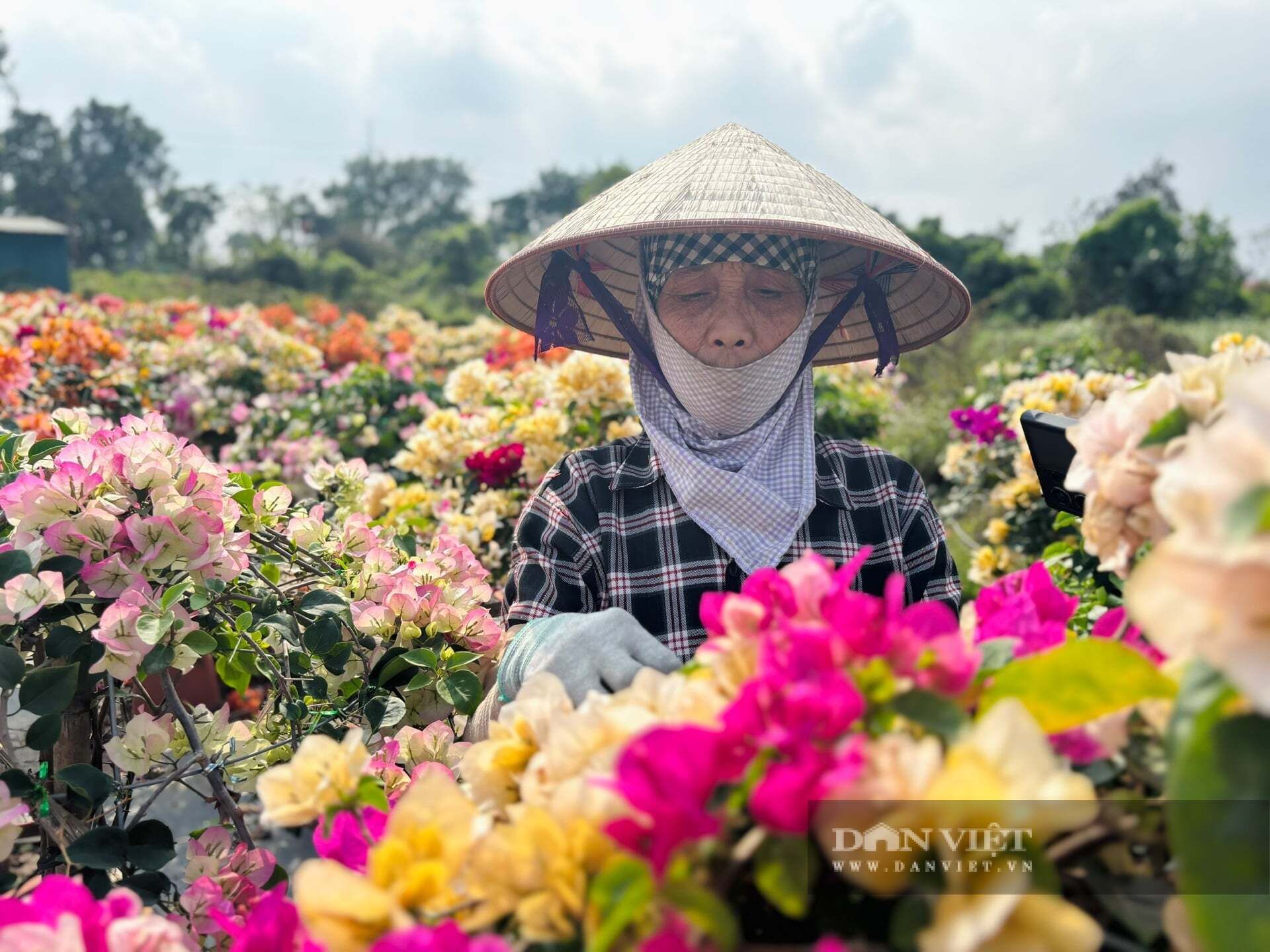 Làng nghề cây cảnh hoa giấy thôn Phù Đổng