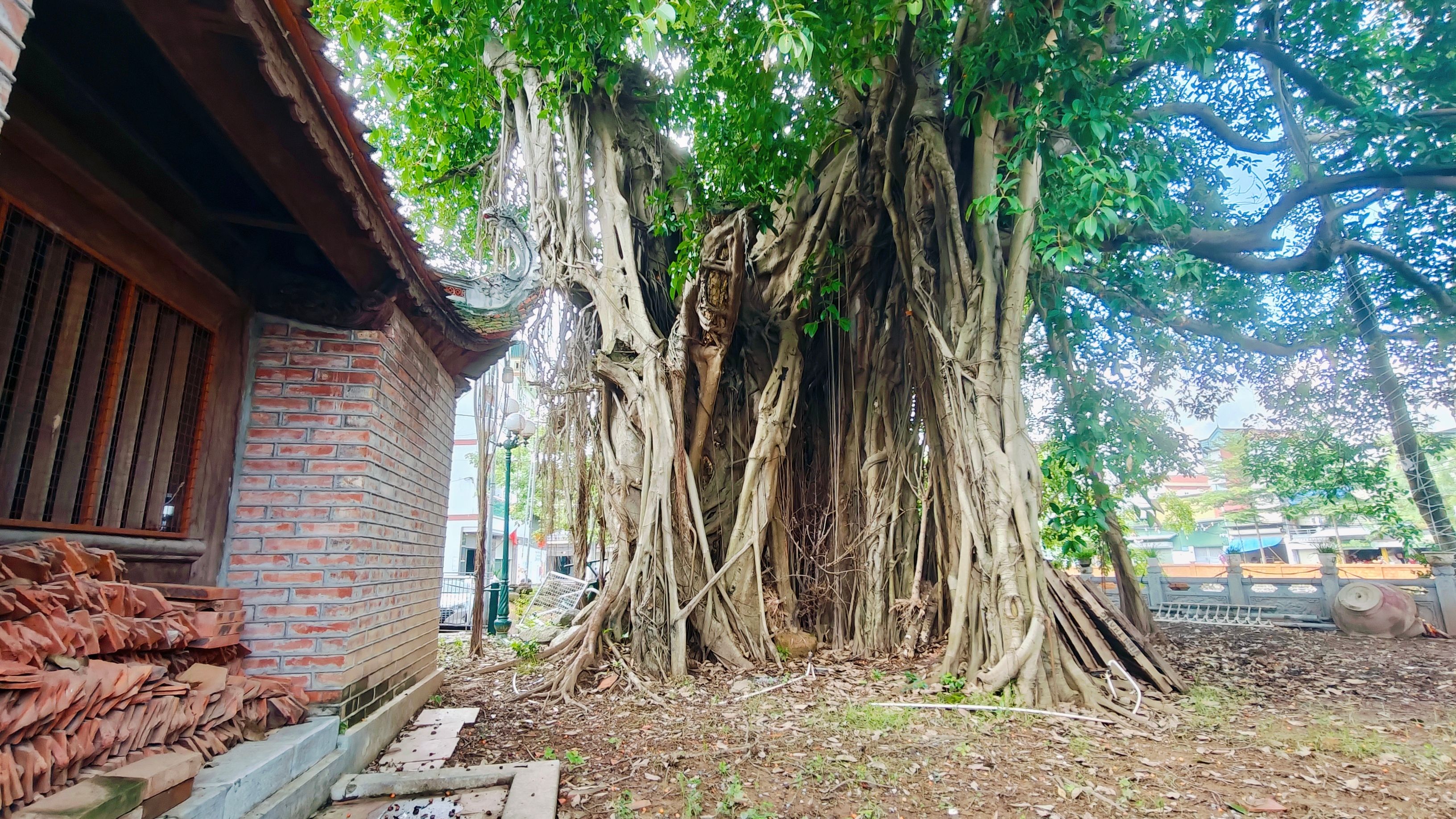 Cây cổ thụ ở cạnh Quán Ngự