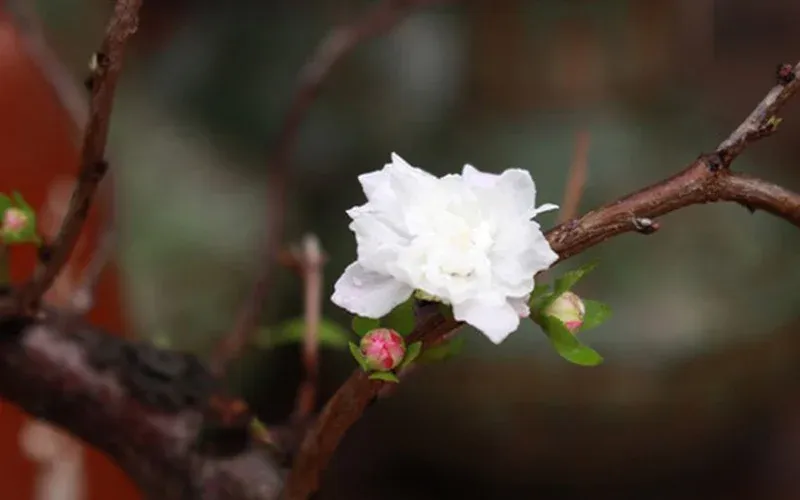 Làng nghề trồng hoa mai trắng thôn An Hòa