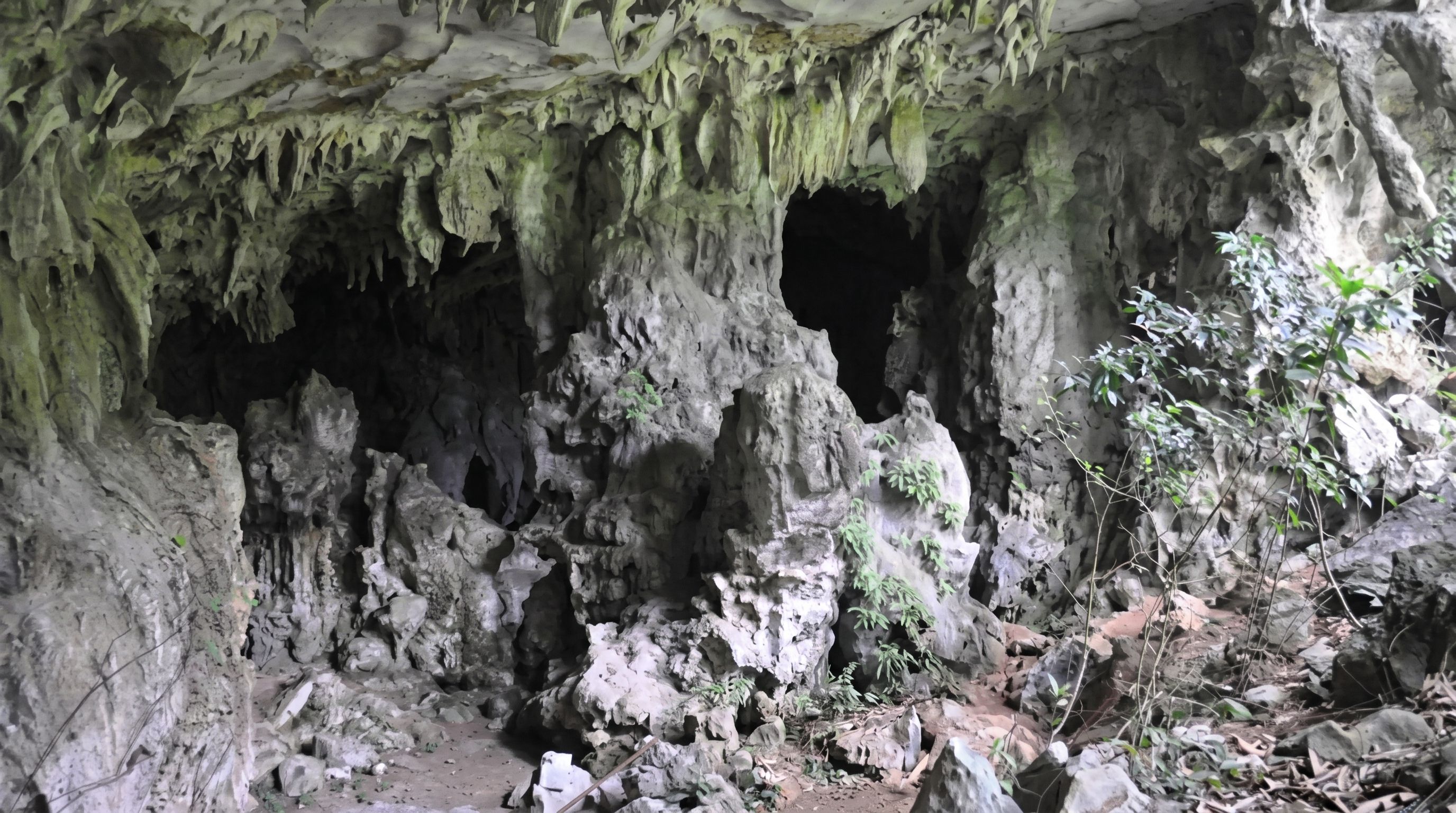 Tổng quan Động Dơi