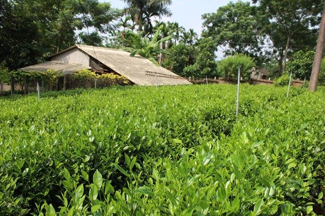 Làng nghề chế biến chè khô thôn Đô Trám