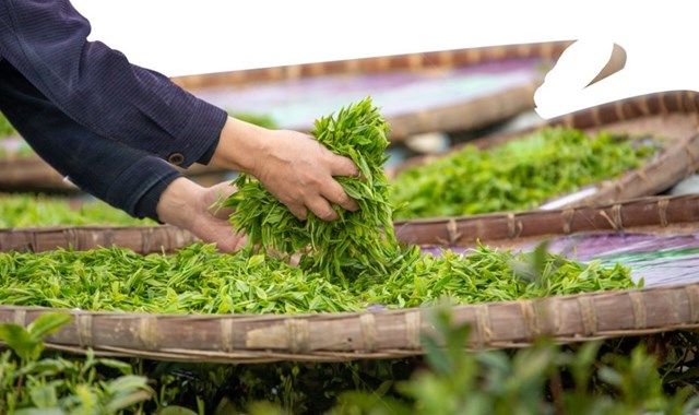 Làng nghề chế biến chè khô thôn Đô Trám
