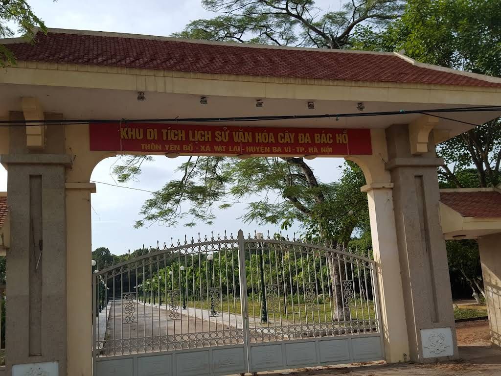 Cây Đa Bác Hồ