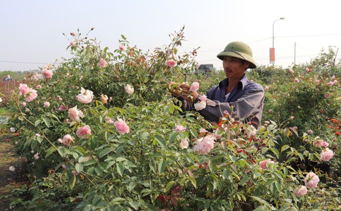 Làng nghề hoa, cây cảnh Hạ Lôi