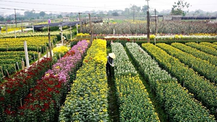 Làng nghề hoa, cây cảnh Hạ Lôi