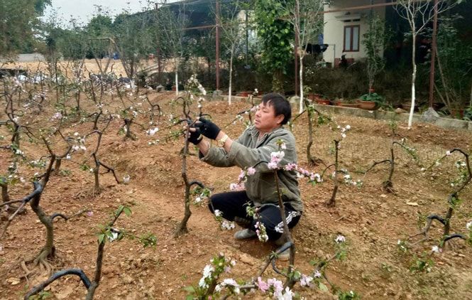 Làng nghề trồng hoa mai trắng thôn An Hòa