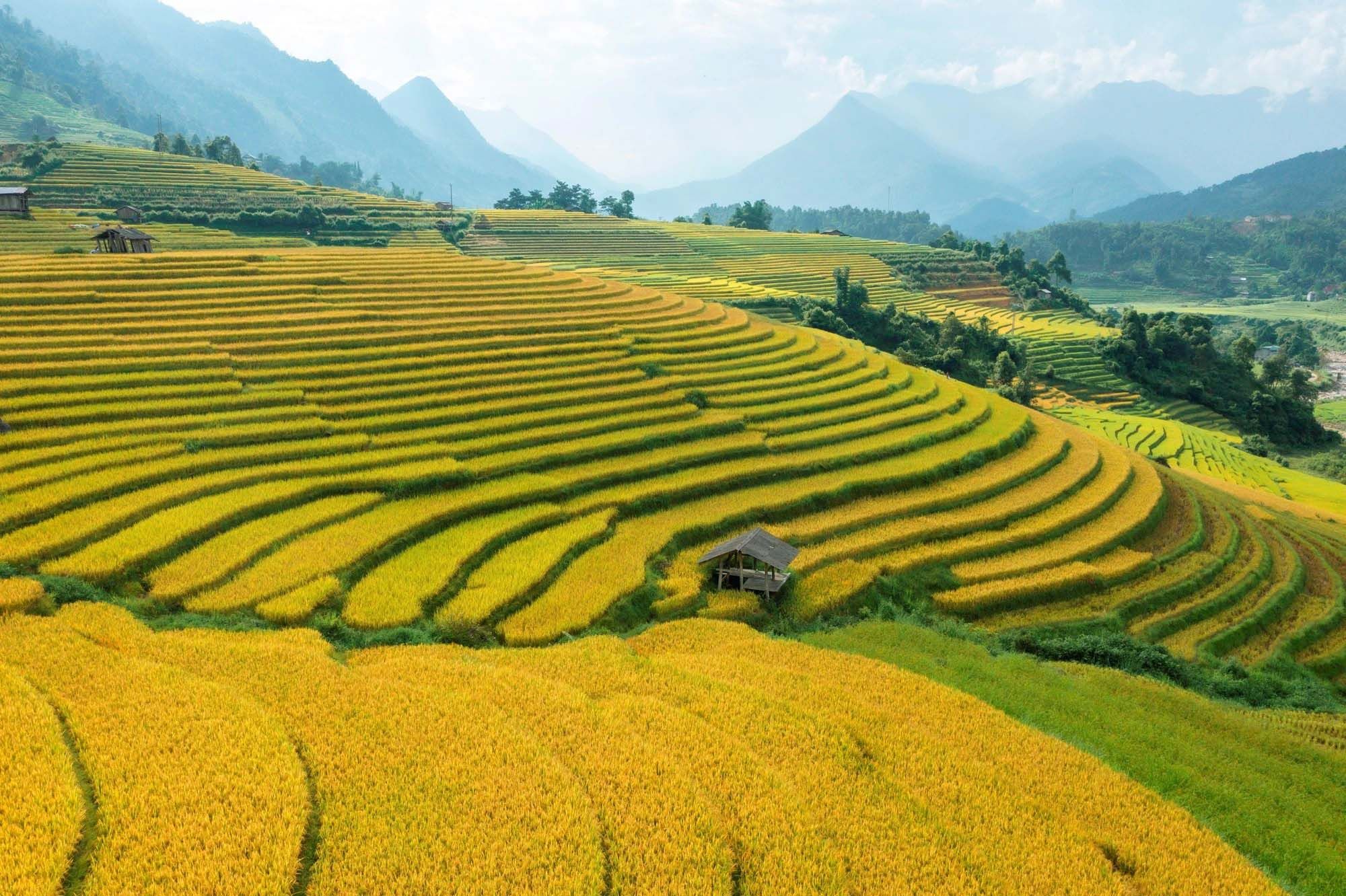 Ruộng Bậc Thang Sa Pa